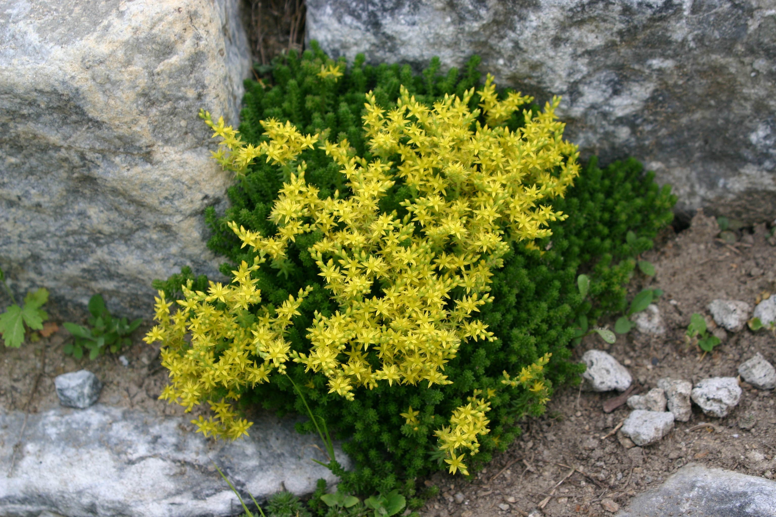 Sedum acre 'Elegans'